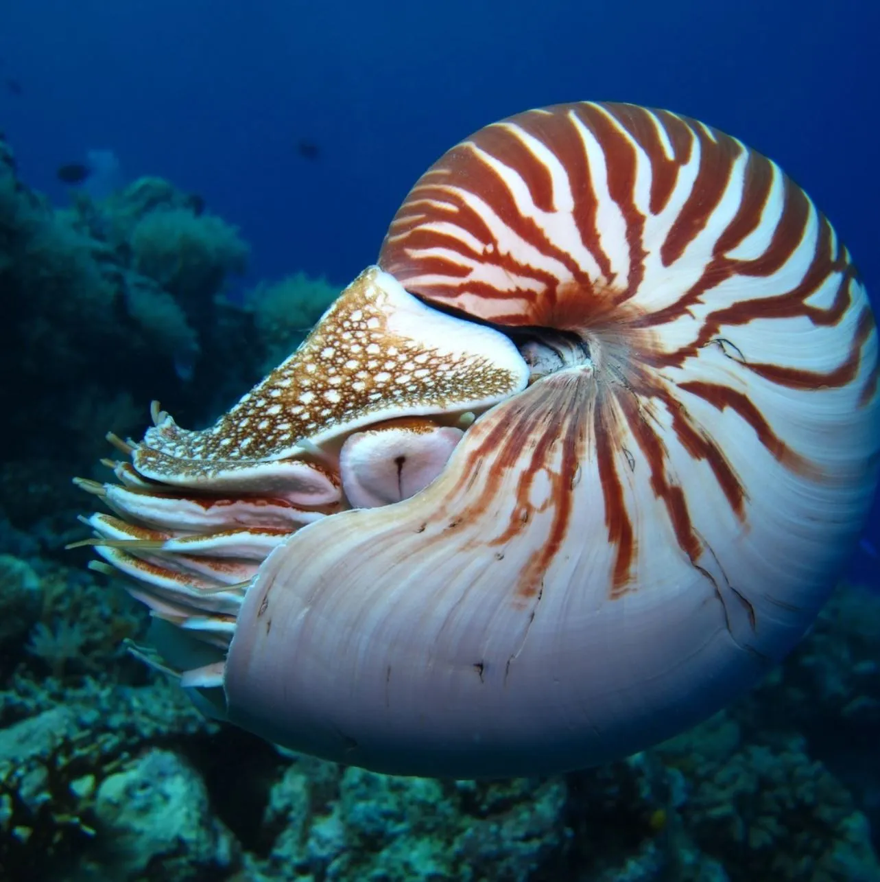 Chambered Nautilus