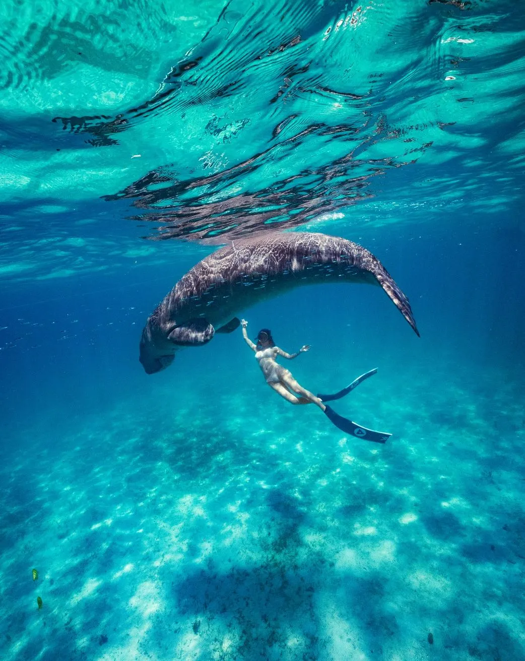 Dugong