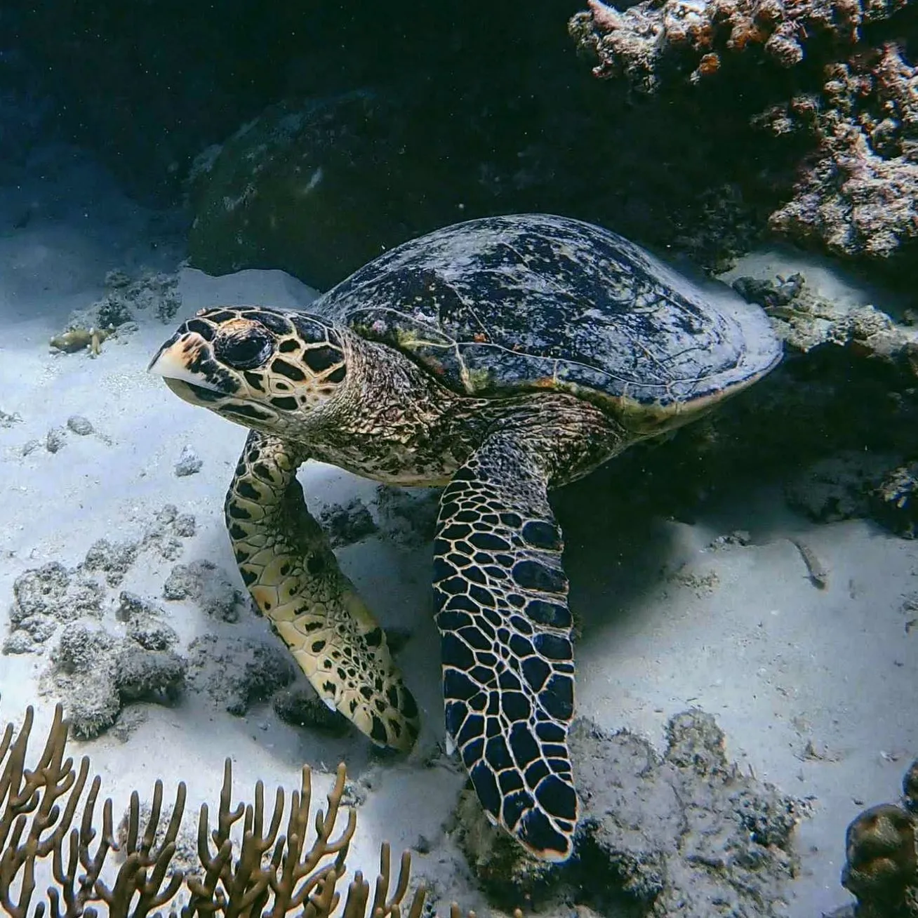 Great Barrier Reef Tours