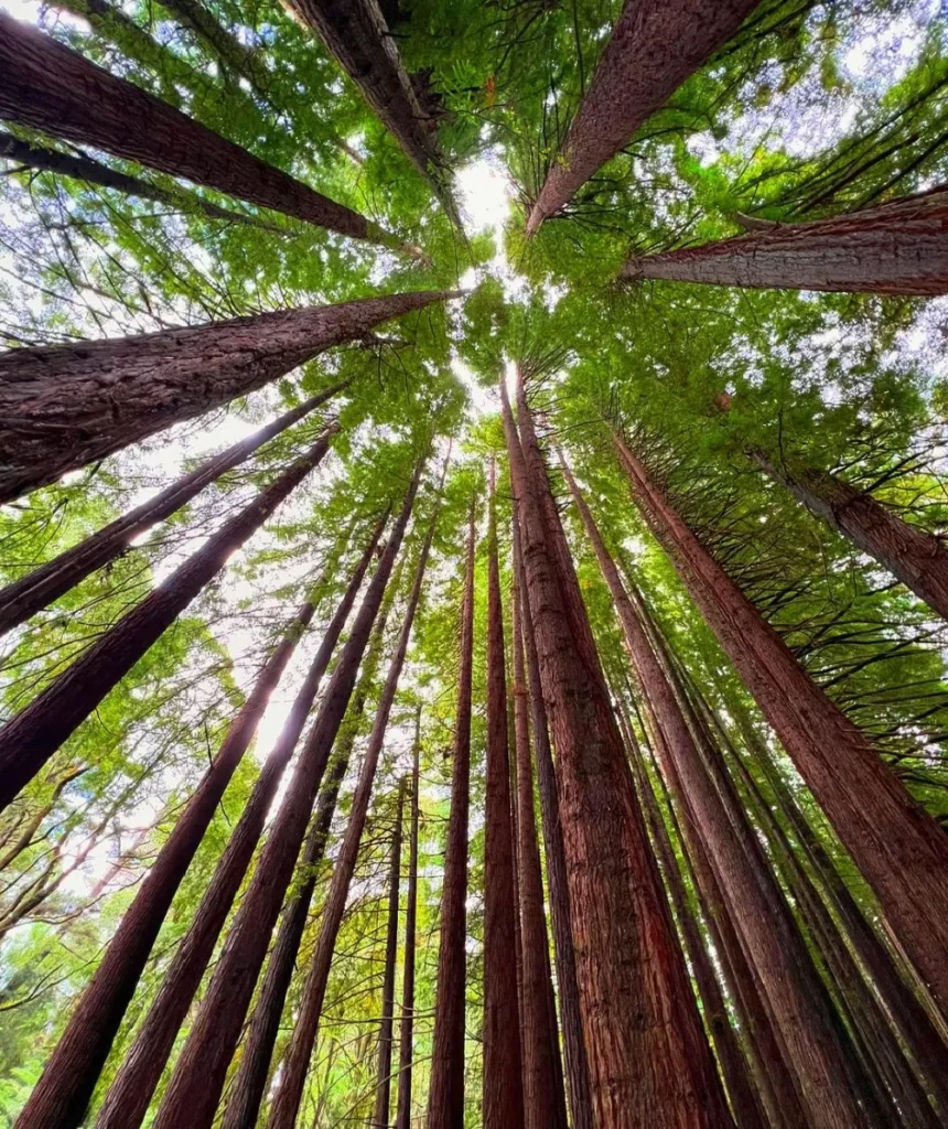 Great Otway National Park