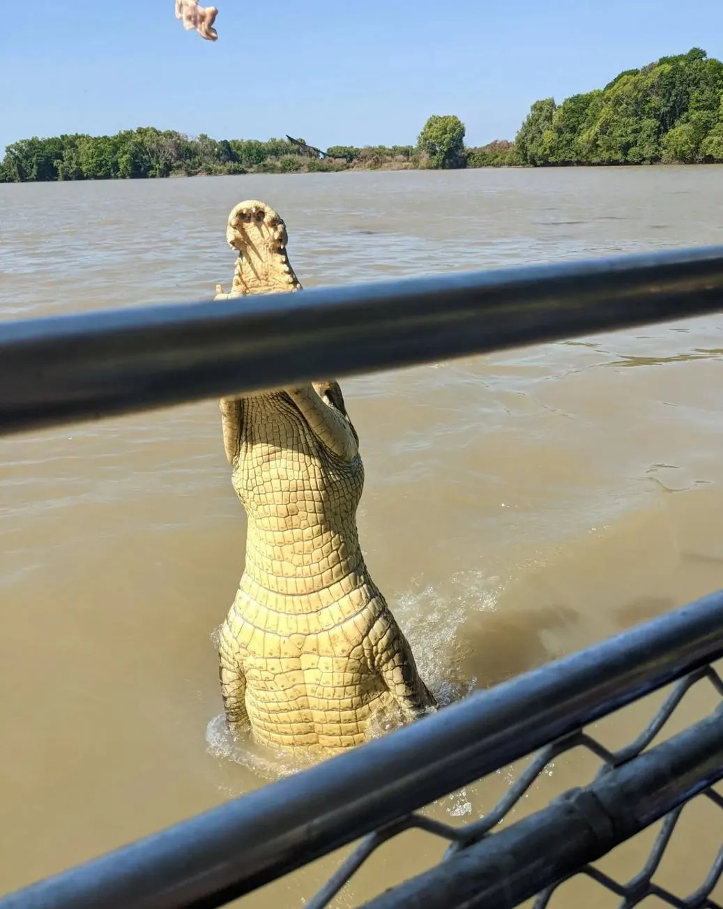 Jumping Crocodile Cruise