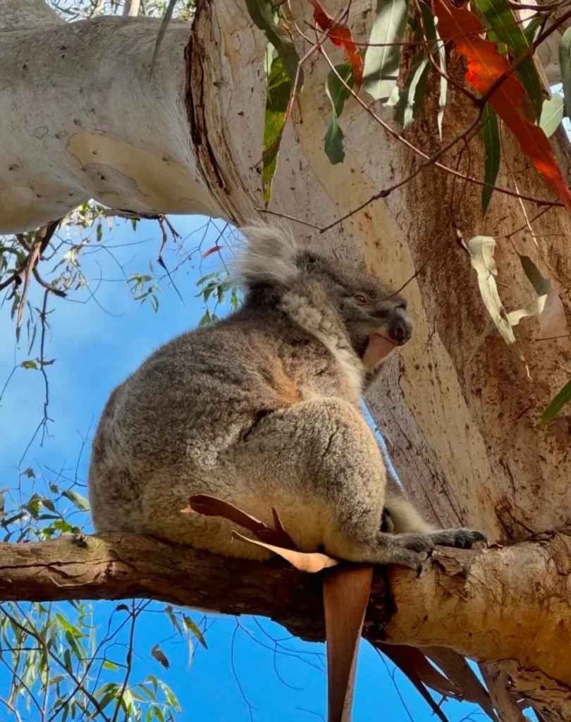 Tower Hill Wildlife Reserve