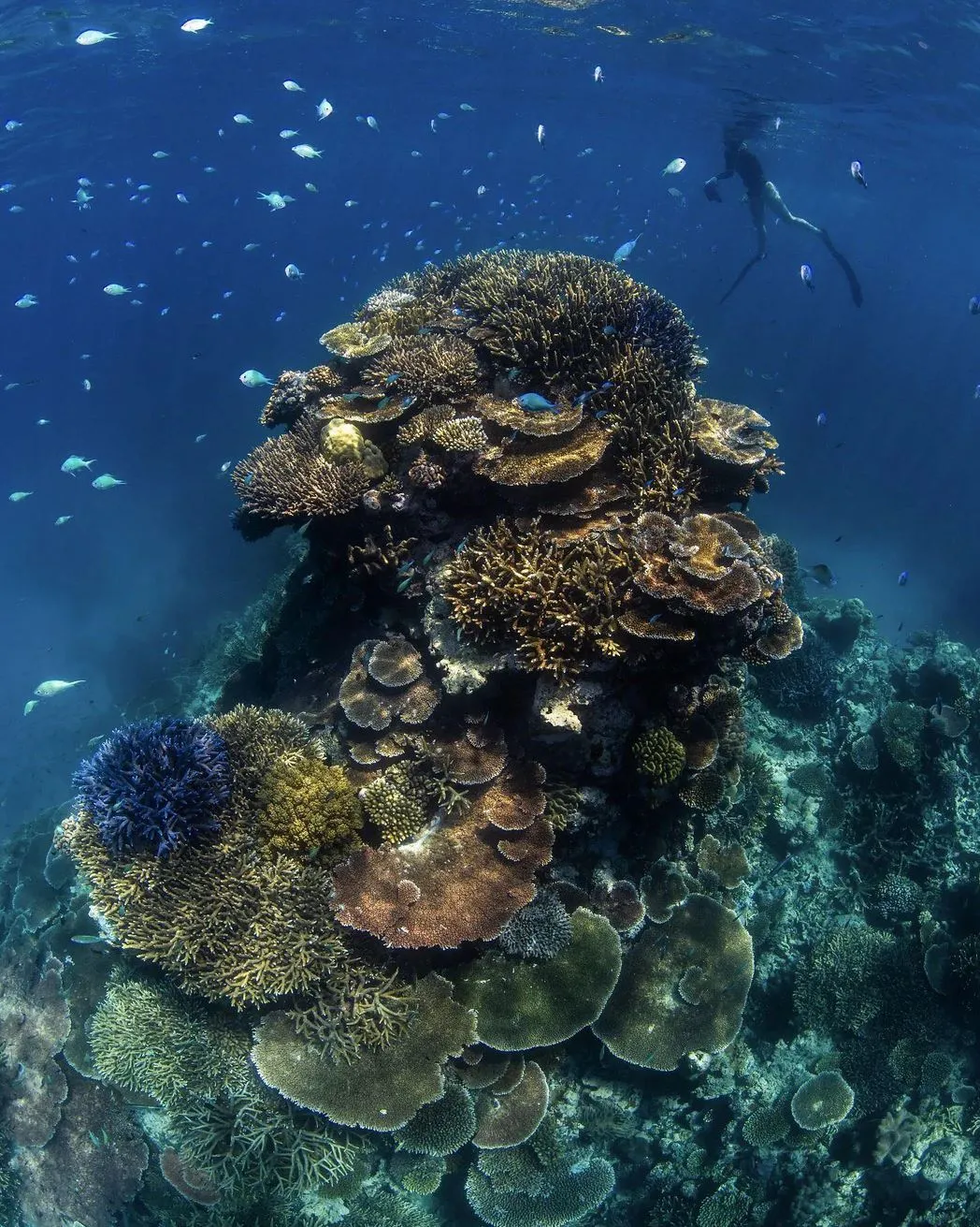 What Is The Rarest Thing In The Great Barrier Reef?