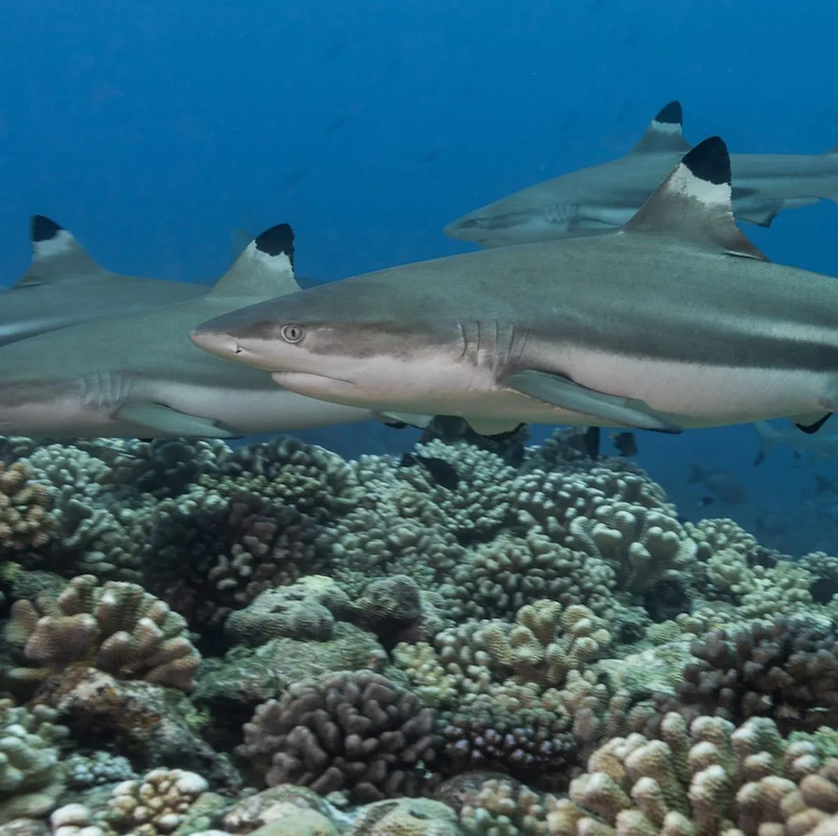 reef sharks